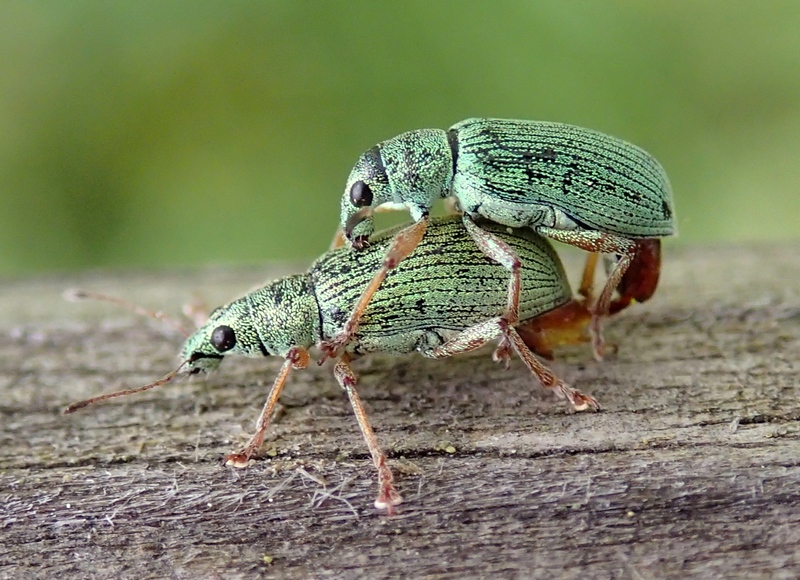 Polydrusus formosus (Curculionidae)